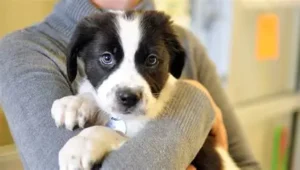 dog adoption agencies, shelters, rescues